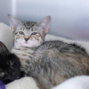 Mrs. Witherspoon (bonded with Jeremiah) -  Domestic Short Hair Cat for Adoption in Wilmington, Delaware - Mrs. Witherspoon (bonded With Jeremiah) | PetCurious