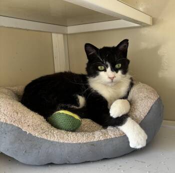Domestic Short Hair Cats Available for Adoption in White Cloud, Michigan - Felix | PetCurious