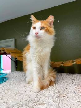 Creamsicle -  Domestic Medium Hair Cat for Adoption in Baton Rouge, Louisiana - Creamsicle | PetCurious