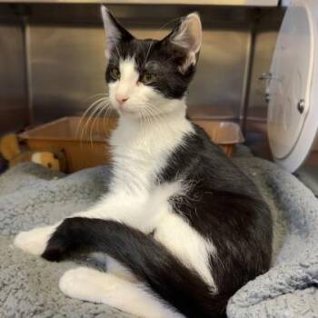 Thadd -  Domestic Short Hair Cat for Adoption in Richmond, Virginia - Thadd | PetCurious