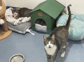 Rocky Tag 646 & Misty Tag 649 - BONDED PAIR -  Domestic Short Hair Cat for Adoption in Central Islip, New York - Rocky Tag 646 & Misty Tag 649 - BONDED PAIR | PetCurious