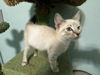 Merla -  Siamese and Domestic Short Hair Cat for Adoption in Saucier, Mississippi - Merla | PetCurious