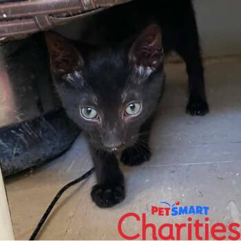 Bamm Bamm -  Domestic Short Hair Cat for Adoption in St. Helena, California - Bamm Bamm | PetCurious