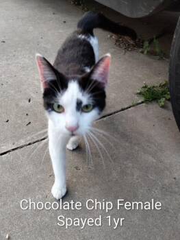 Domestic Short Hair Cats Available for Adoption - Chocolate Chip | PetCurious