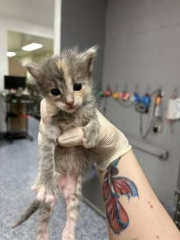 Domestic Short Hair Cats Available for Adoption - A1907017 | PetCurious
