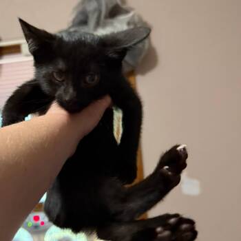 Ram -  Domestic Short Hair Cat for Adoption in Danbury, Connecticut - Ram | PetCurious