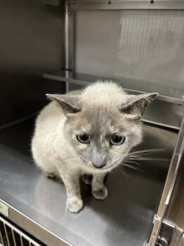 Siamese Cats Available for Adoption in Chula Vista, California - MONA | PetCurious