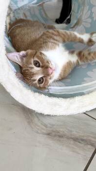 Tribilin -  Domestic Short Hair Cat for Adoption in Naranjito, Naranjito - Tribilin | PetCurious