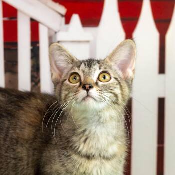 Jacie -  Domestic Short Hair Cat for Adoption in Lapeer, Michigan - Jacie | PetCurious