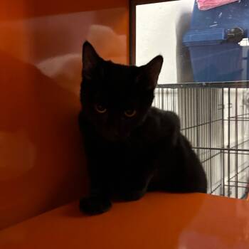 Rescue Domestic Short Hair Cats for Adoption in Morgan Hill, California - Nyx | PetCurious