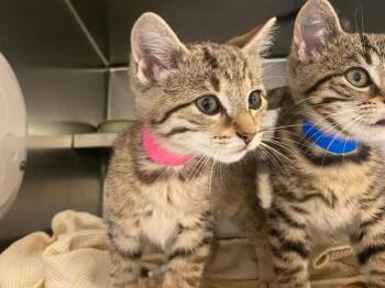 FIONA -  Domestic Short Hair Cat for Adoption in Fort Wayne, Indiana - FIONA | PetCurious