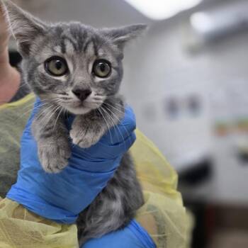 Crocs -  Domestic Short Hair Cat for Adoption in Incline Village, Nevada - Crocs | PetCurious