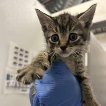 Fortune Cookie -  Domestic Medium Hair Cat for Adoption in Park City, Utah - Fortune Cookie | PetCurious