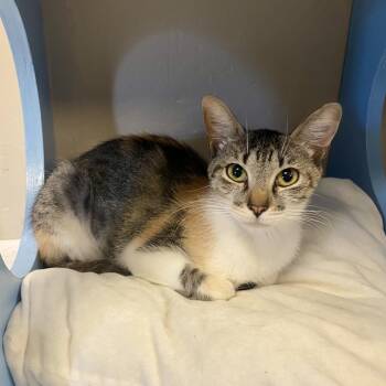 Fawn -  Domestic Short Hair Cat for Adoption in Tempe, Arizona - Fawn | PetCurious
