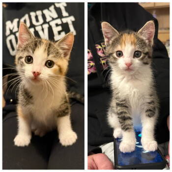 Rescue Domestic Short Hair Cats for Adoption in Minneapolis, Minnesota - Nurse Joy & Officer Jenny | PetCurious
