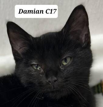 Damian -  Domestic Short Hair Cat for Adoption in Morganton, North Carolina - Damian | PetCurious