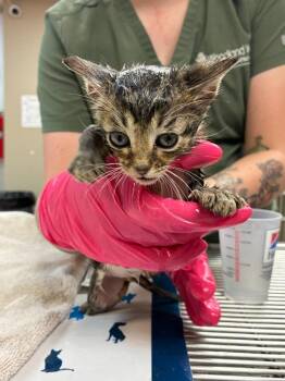 Hamilton -  Domestic Short Hair Cat for Adoption in Tulsa, Oklahoma - Hamilton | PetCurious