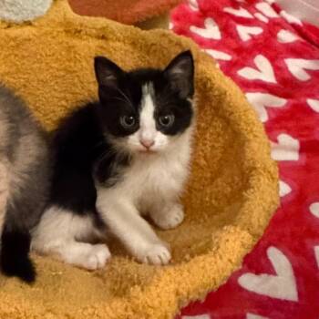 Hydrox -  Domestic Short Hair Cat for Adoption in Juno Beach, Florida - Hydrox | PetCurious