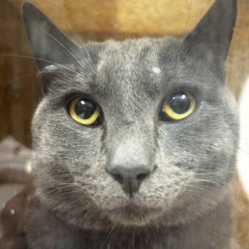 Nugget -  Domestic Short Hair Cat for Adoption in Reno, Nevada - Nugget | PetCurious