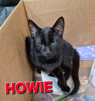 Domestic Short Hair Cats Available for Adoption in Rome, Georgia - Howie | PetCurious