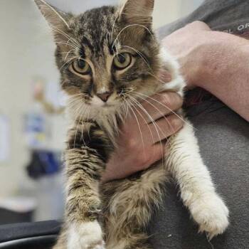 Bob -  Domestic Short Hair Cat for Adoption in Elyria, Ohio - Bob | PetCurious