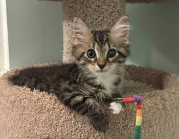 Rescue Domestic Medium Hair Cats for Adoption in Alexandria, Virginia - Augie - KITTEN In Foster | PetCurious