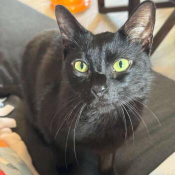 Domestic Short Hair Cats Available for Adoption - Augustus | PetCurious