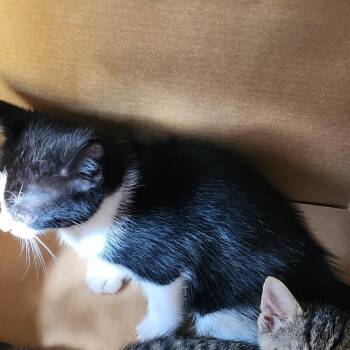 Cheese Stick -  Domestic Short Hair Cat for Adoption in Greensboro, North Carolina - Cheese Stick | PetCurious