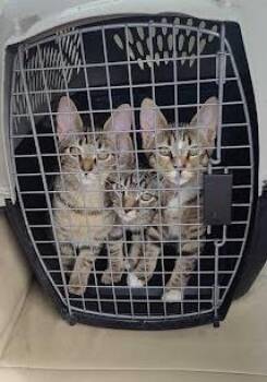 Idris -  Domestic Short Hair Cat for Adoption in Chamblee, Georgia - Idris | PetCurious