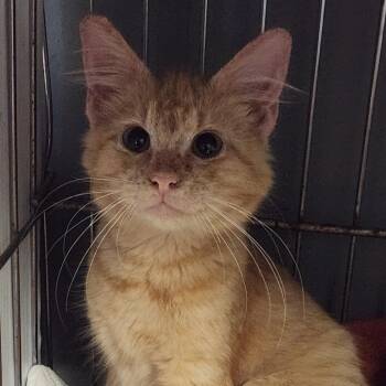 Marmalade K45847 -  Domestic Medium Hair Cat for Adoption in Corsicana, Texas - Marmalade K45847 | PetCurious