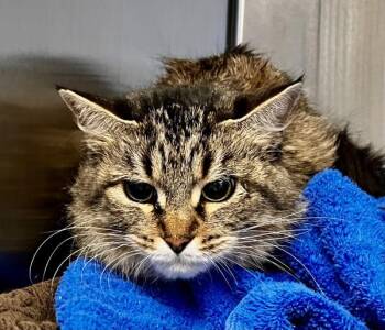 Domestic Medium Hair Cats Available for Adoption in Stratham, New Hampshire - Sawyer | PetCurious