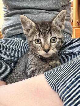 Domestic Short Hair Cats Available for Adoption in Broomall, Pennsylvania - Winky | PetCurious