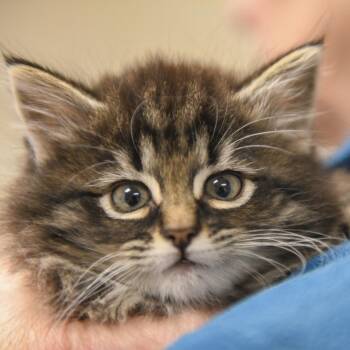 Domestic Short Hair Cats Available for Adoption in Redwood City, California - Fruity Pebble | PetCurious