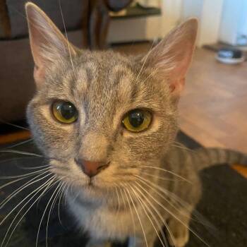 Domestic Short Hair Cats Available for Adoption in Philadelphia, Pennsylvania - Mary | PetCurious