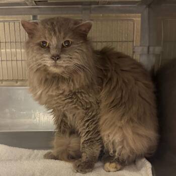 Domestic Long Hair Cats Available for Adoption - Mischief: Rodent Responder, Adoption Fees Waived! | PetCurious