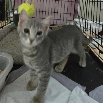Monroe -  Domestic Short Hair Cat for Adoption in Grantsville, Utah - Monroe | PetCurious