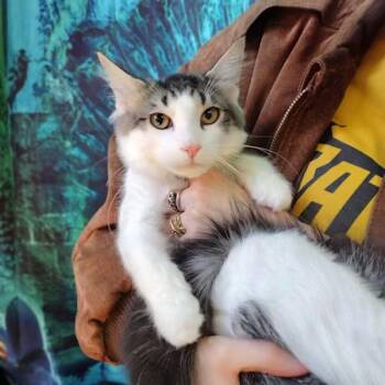Rescue Domestic Long Hair Cats for Adoption - Mark | PetCurious