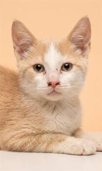 CIDER -  Domestic Short Hair Cat for Adoption in Jacksonville, Florida - CIDER | PetCurious