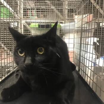 HAUNT -  Domestic Short Hair Cat for Adoption in Conroe, Texas - HAUNT | PetCurious
