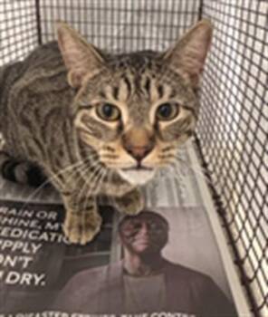 Domestic Short Hair Cats Available for Adoption in Fort Lauderdale, Florida - KAI | PetCurious