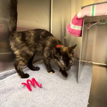 Bella -  Domestic Short Hair Cat for Adoption in Buffalo, New York - Bella | PetCurious