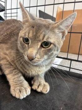 Knox -  Domestic Short Hair Cat for Adoption in West Chester, Pennsylvania - Knox | PetCurious