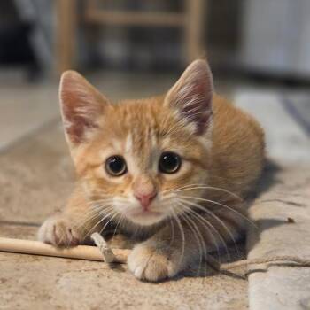 Taki -  Domestic Short Hair Cat for Adoption in Grand Rapids, Minnesota - Taki | PetCurious