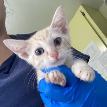 Rescue Domestic Short Hair Cats for Adoption in Volcano, Hawaii - COH-A-64093 | PetCurious