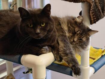 Graycie & Burger -  Domestic Short Hair Cat for Adoption in New Britain, Connecticut - Graycie & Burger | PetCurious