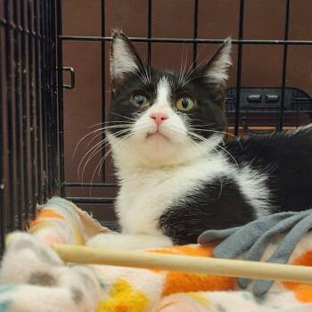 Oreo -  Domestic Short Hair Cat for Adoption in Toledo, Ohio - Oreo | PetCurious