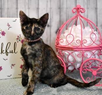 Tanya -  Domestic Short Hair Cat for Adoption in Roanoke, Texas - Tanya | PetCurious