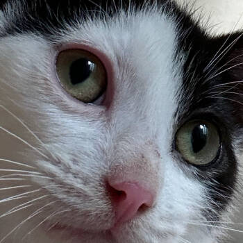 Rescue Domestic Short Hair Cats for Adoption in Abbotsford, British Columbia - Ozzy | PetCurious