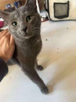 Rescue Domestic Short Hair Cats for Adoption in Ottawa, Ontario - Iris | PetCurious