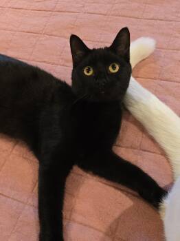 Rescue Domestic Short Hair Cats for Adoption in Chicago, Illinois - Roux | PetCurious
